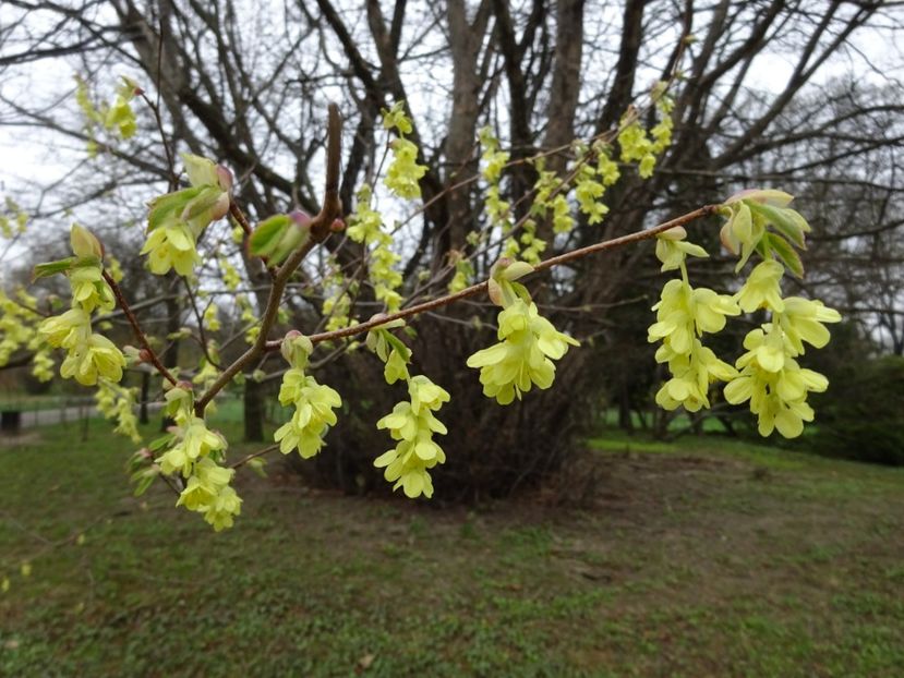  - Gradina Botanica martie 2017