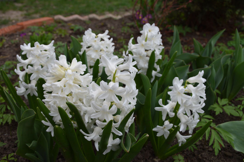 Aiolles - 2020 Zambile