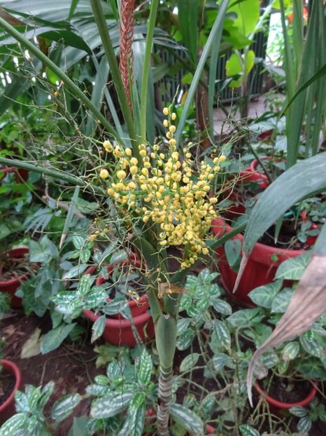  - Gradina Botanica martie 2017