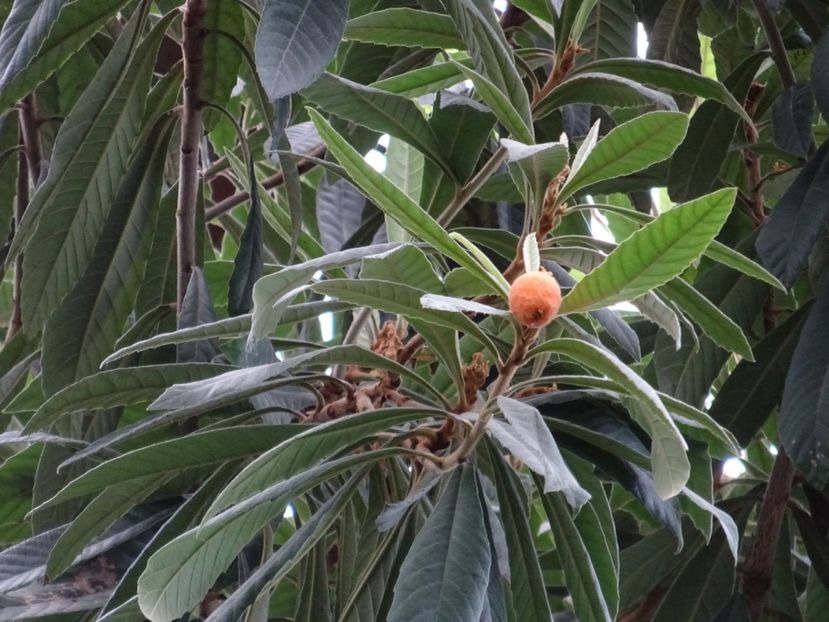  - Gradina Botanica martie 2017