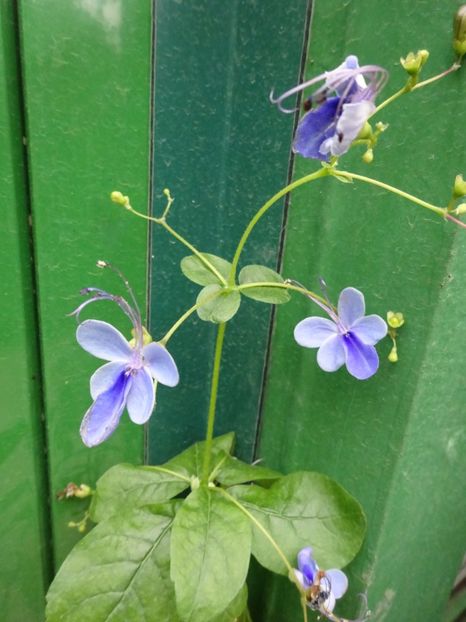  - Gradina Botanica martie 2017