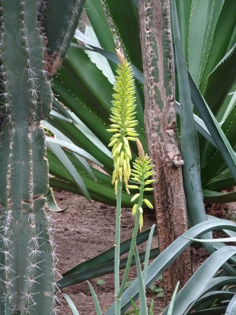  - Gradina Botanica martie 2017