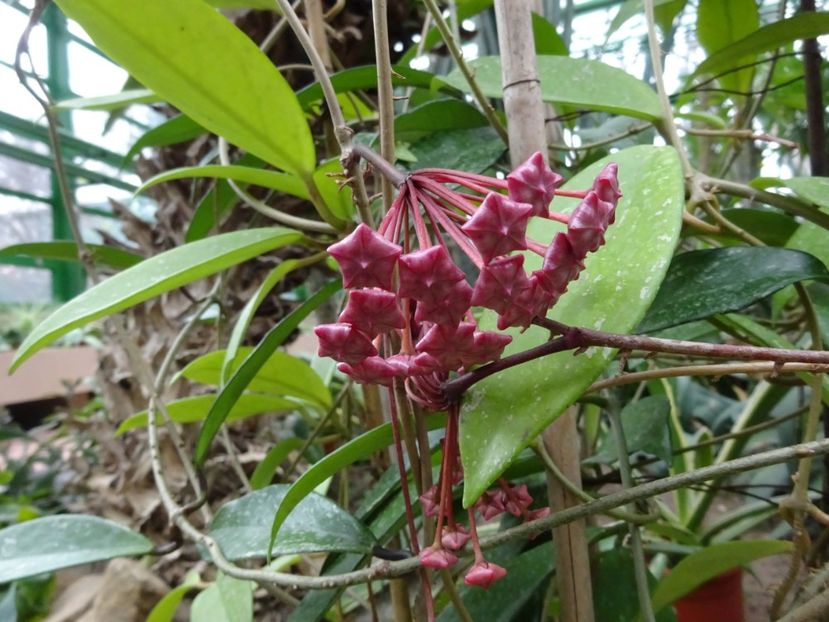  - Gradina Botanica martie 2017