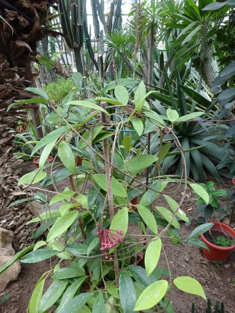  - Gradina Botanica martie 2017