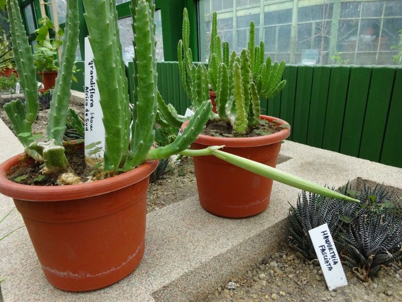  - Gradina Botanica martie 2017