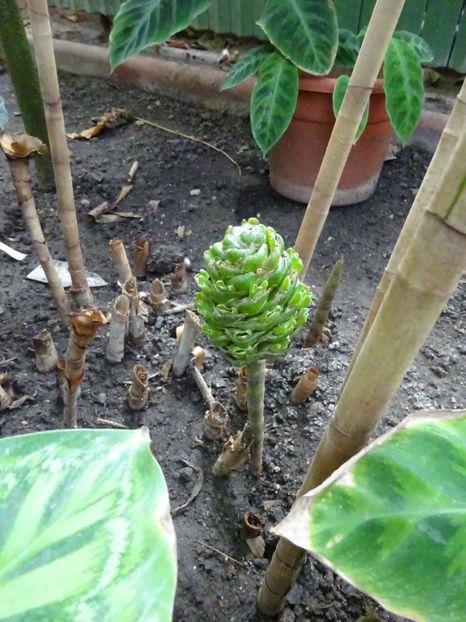  - Gradina Botanica martie 2017