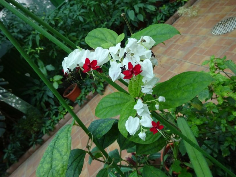  - Gradina Botanica martie 2017