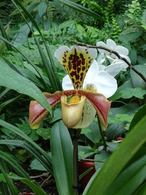  - Gradina Botanica martie 2017