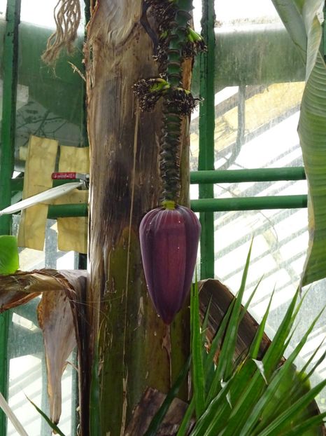  - Gradina Botanica martie 2017