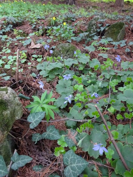  - Gradina Botanica martie 2017