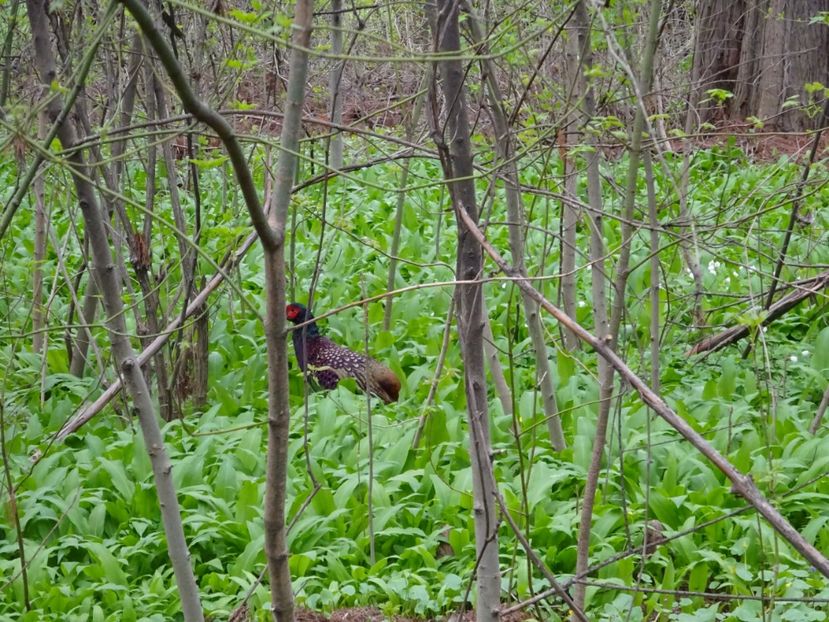  - Gradina Botanica martie 2017