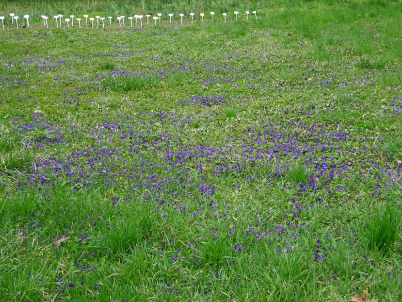  - Gradina Botanica martie 2017