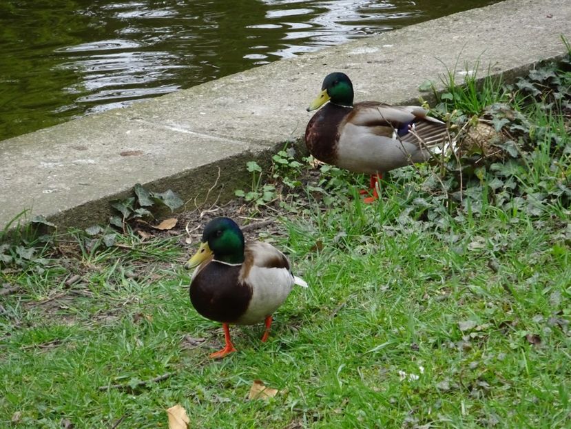  - Gradina Botanica martie 2017