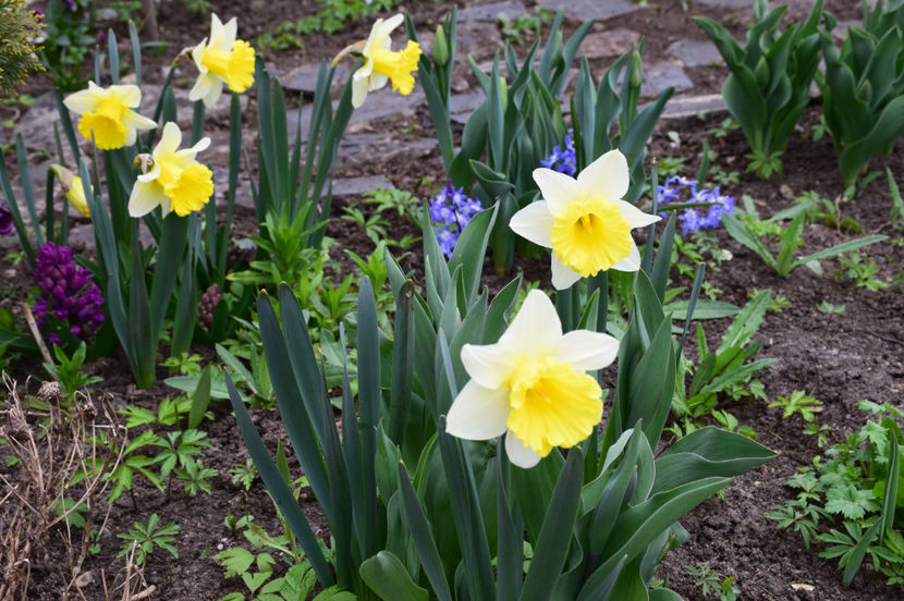 Goblet - 2020 Narcise