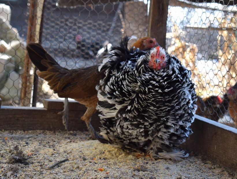 cochinchina frezat - Cochinchina pitic bobat