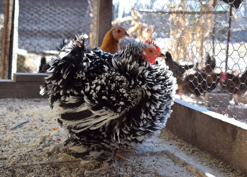 cochinchina frezat - Cochinchina pitic bobat