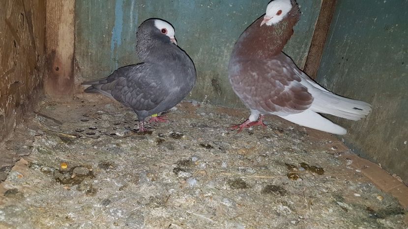 Mooke vinduti - Porumbei vanduti