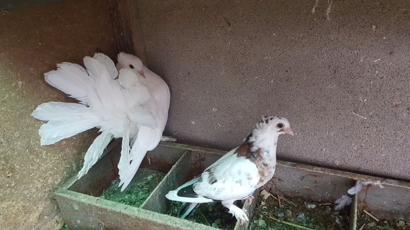 Pui 2017 . jucator - Porumbei vanduti