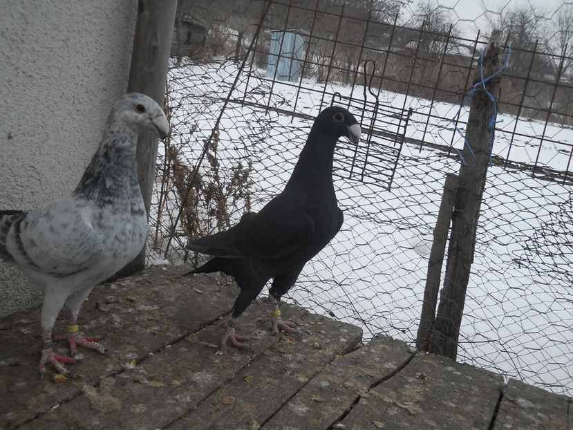  - Porumbei Germani de Frumusete