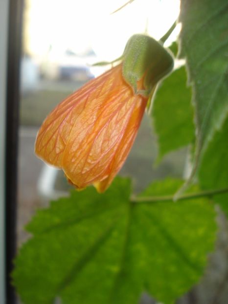  - 0 Zambetul florilor continua