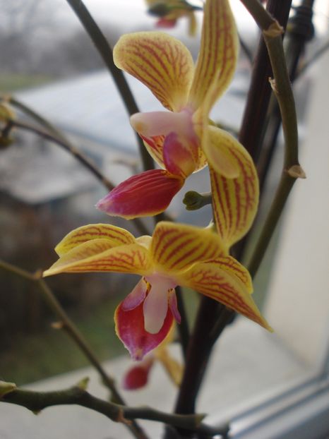  - 0 Zambetul florilor continua