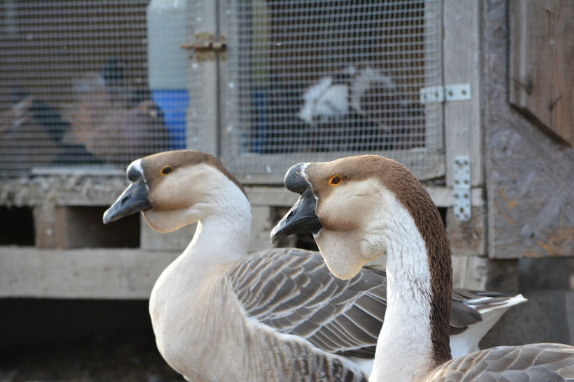 material pt discutii pe Facebook - B2 - Gaste Africane si Chinezesti