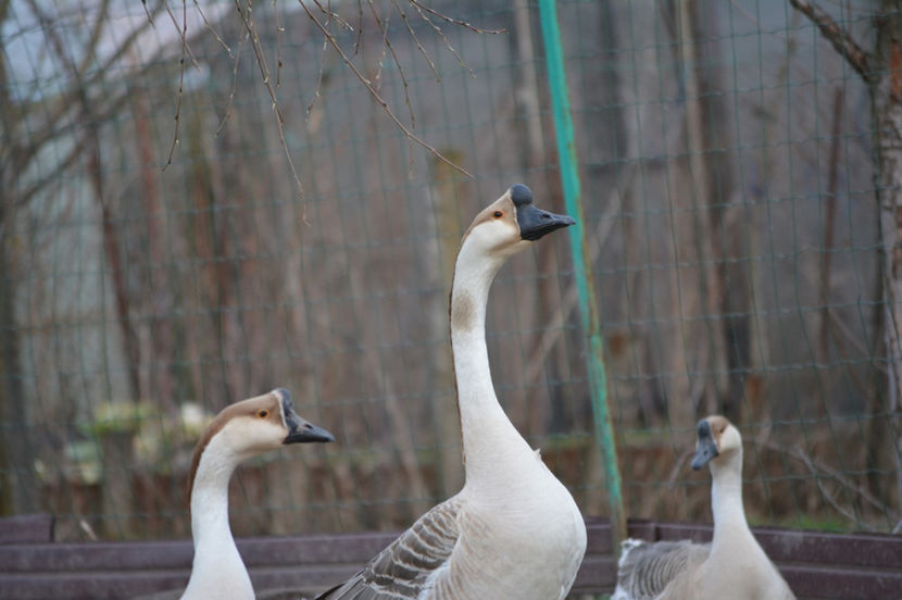 tot pt feisbuchisti - B2 - Gaste Africane si Chinezesti