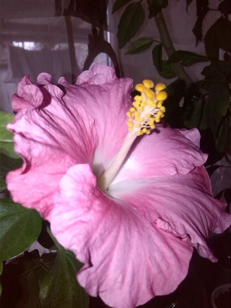  - Hibiscus Pinka