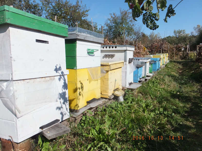  - Albinute 2016-Cel mai delicat an