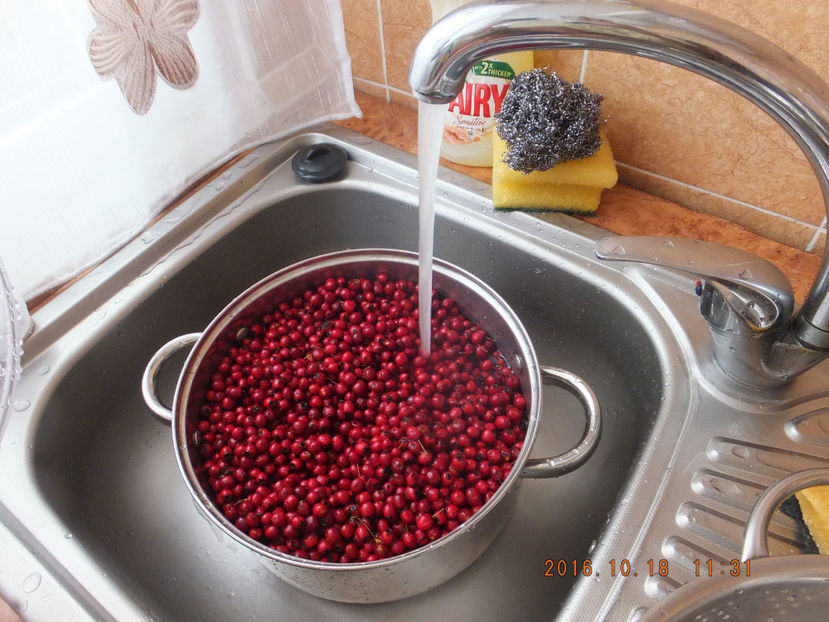 DSCF5143 - Albinute 2016-Cel mai delicat an