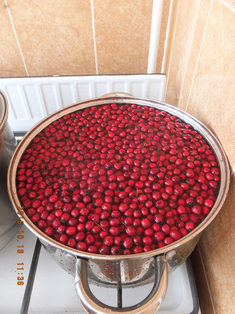 DSCF5144 - Albinute 2016-Cel mai delicat an