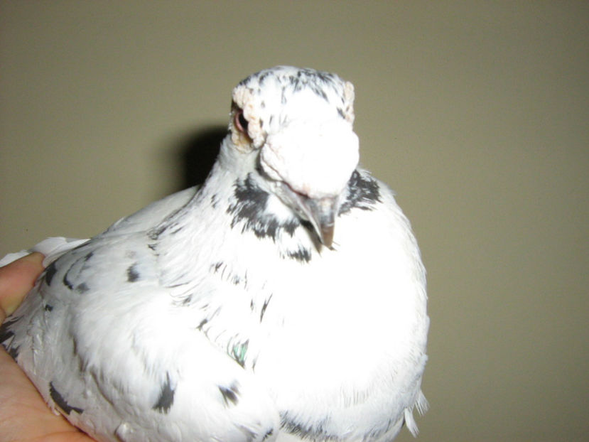 mascul 2015 - Bobat pe negru