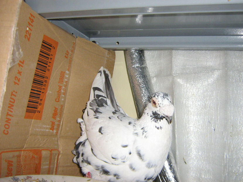 Picture 568 - VOIAJORI STIL VECHI SI  VOIAJORI DE FRUMUSETE