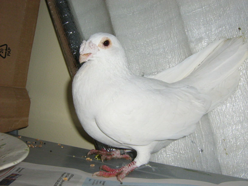 Picture 571 - VOIAJORI STIL VECHI SI  VOIAJORI DE FRUMUSETE