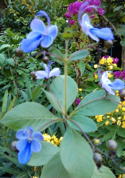 Clerodendron ugandese-flori - alte flori 2