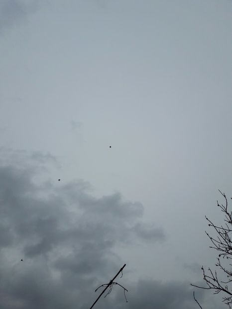  - Porumbei de ornament si  zbor