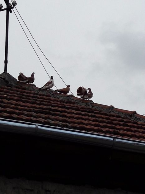  - Porumbei de ornament si  zbor