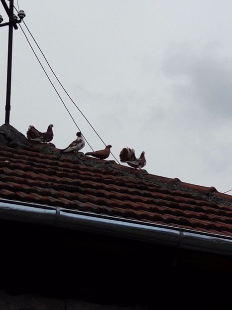  - Porumbei de ornament si  zbor