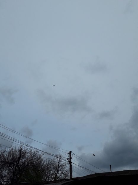  - Porumbei de ornament si  zbor