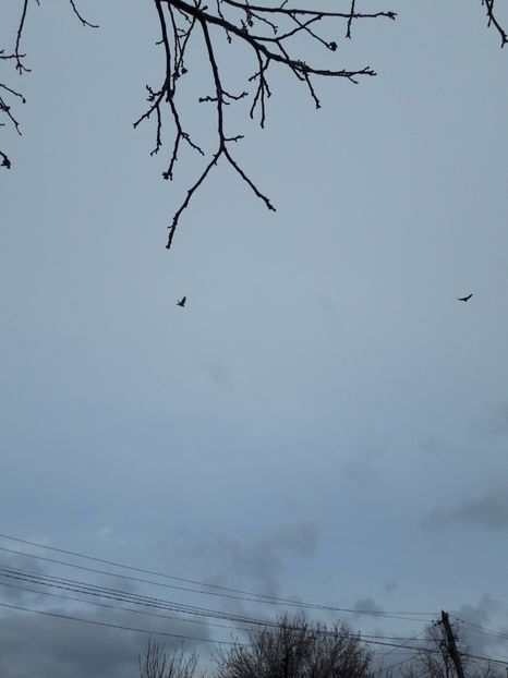  - Porumbei de ornament si  zbor