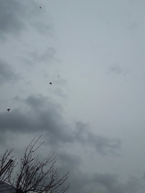  - Porumbei de ornament si  zbor