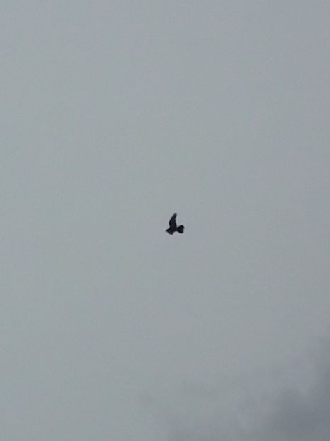 Femela ciung de ploiesti - Porumbei de ornament si  zbor