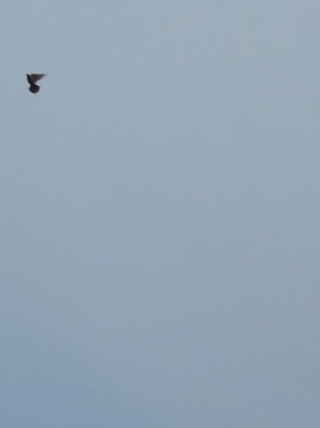  - Porumbei de ornament si  zbor