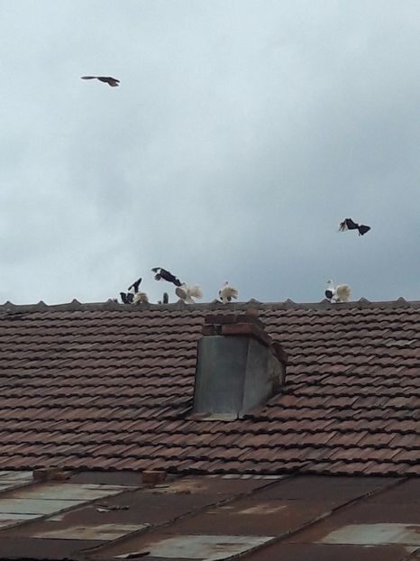  - Porumbei de ornament si  zbor