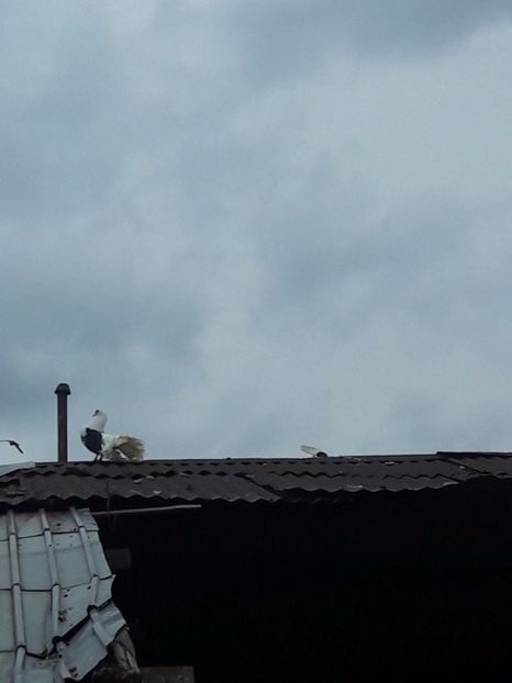  - Porumbei de ornament si  zbor