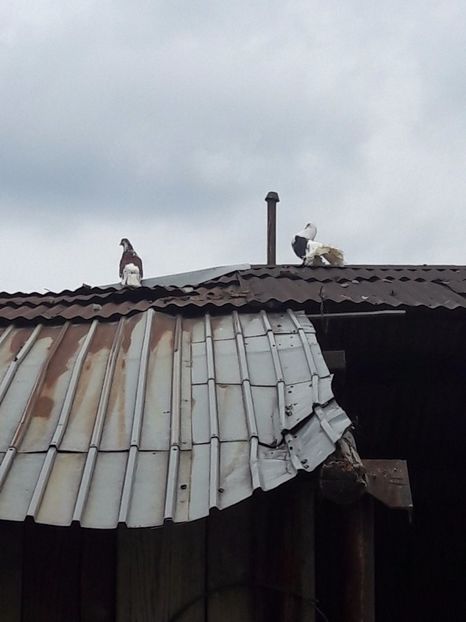  - Porumbei de ornament si  zbor