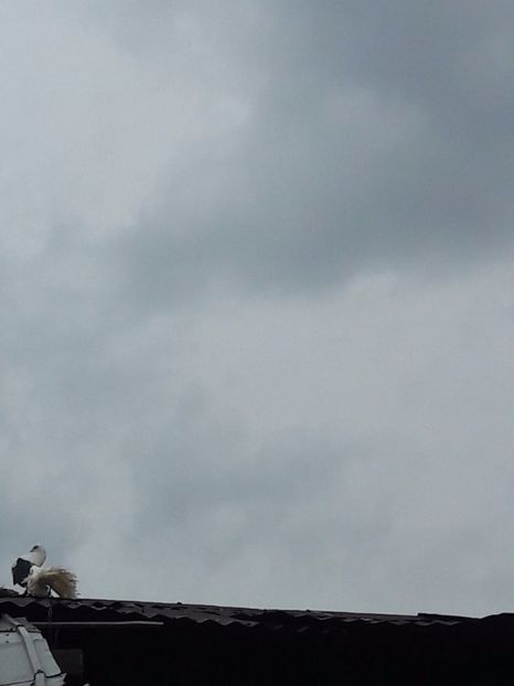  - Porumbei de ornament si  zbor