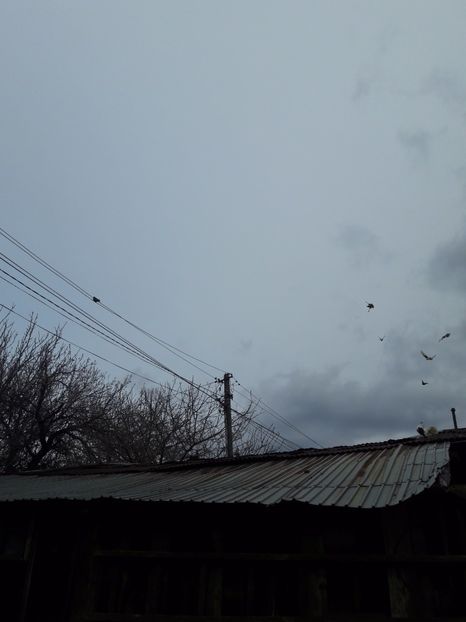  - Porumbei de ornament si  zbor