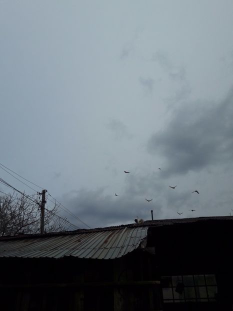 20170326_152622(0) - Porumbei de ornament si  zbor