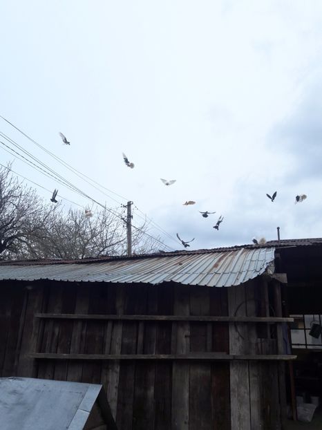  - Porumbei de ornament si  zbor